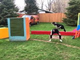 Ce Texas Heeler fait du sport avec ces maîtres