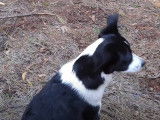 Un Texas Heeler se balade en forêt