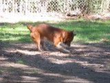 Ce Texas Heeler joue avec un frisbee