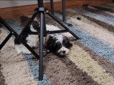 Un Cavapoo joue sur de la moquette