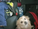 Un Aussiepom est dans une voiture pendant son lavage