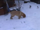 Ce Snapador bondit dans la neige