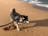 Une balade sur la plage avec un Alusky