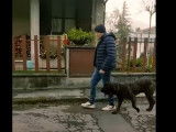 La balade d'un Labrador Corso