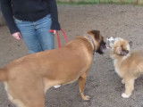 Ce Saint Berdoodle se rend au parc pour chien