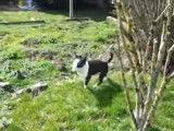 Un Bully Jack Terrier court très vite dans son jardin