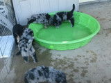 Des jeunes Australian Retriever jouent dans un jardin