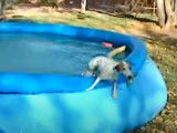 Un Bully Jack Terrier saute dans une piscine