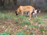 Un Saint Bermastiff se promène