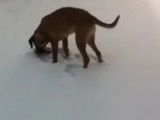 Ce Saint Bermastiff joue dans la neige