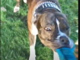 Un American Bully Staffy Bull Terrier attrape un jouet que son maître lui lance