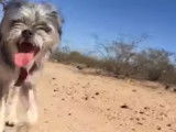 Ce Malti-Pug fait une randonnée dans le désert