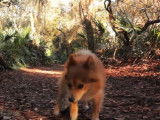 Ce Corgipom en balade en forêt