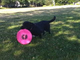 Ce Corgidor joue au frisbee