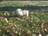 Une Corgi Bichon court dans un parc