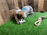 Un Cavachon joue avec un ballon de football