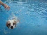 Un Cavapom apprend à nager
