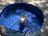 Un French Bullhuahua s'amuse dans l'eau