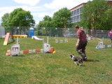 Un Chinese Boston-Tzu participe à un concours