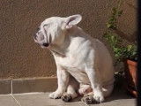 Un Free-Lance Bulldog s'endort au soleil