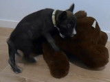 Un French Bull Jack s'amuse avec une peluche d'ours