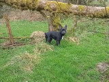Un Frenchie Staff en promenade en forêt