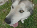 Une Aussie Malamute joue dans son jardin avec son maître