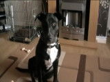 Un Rottbull s'amuse avec son jouet
