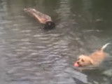 Une Doxie-Chon nage pour récupérer sa balle
