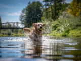 Un chien courant dans une rivière avec une balle de tennis dans la gueule