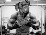 Sport canin : quels sports pratiquer avec son chien ?