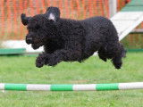 L'agility : qu'est-ce que c'est ?