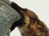 Faire du mordant avec son chien : méthode et races autorisées