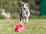 Un Lévrier Whippet en pleine poursuite d'un leurre