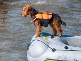 La recherche utilitaire avec un chien