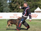 Un maître et son chien pratiquant un exercice de mordant dans une compétition de ring