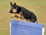 Schutzhund