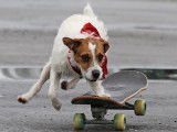 Un chien Parson Russell Terrier fait du skateboard