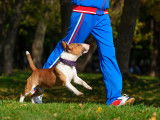 Adapter l'activité de son chien à ses besoins physiques et mentaux