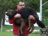 Un concours de chiens de sauvetage en surface