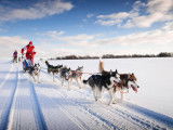 Un musher et son attelage de chiens de traîneau