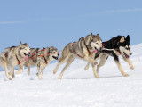 Les attelages de chiens de traîneau