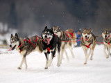 Les chiens de traîneau : sélection, formation & entraînement...