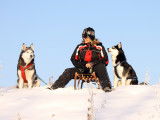 Le musher dans un attelage de chiens de traîneau