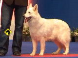 La finale du World Dog Show 2011