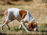 Faire du pistage avec son chien : le chien de piste