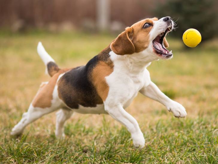 Faire jouer votre chien avec une balle de tennis est dangereux