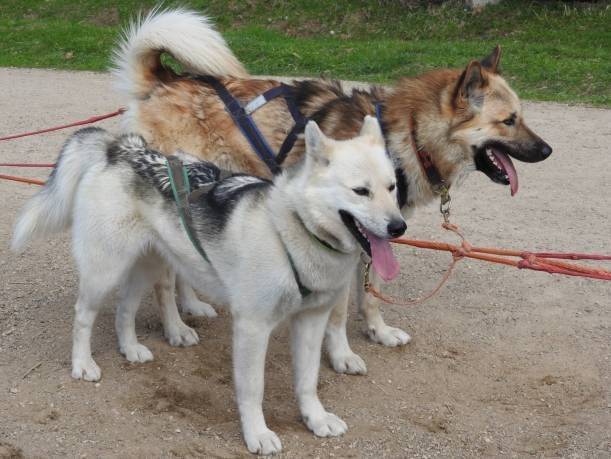 La pulka verte - Faire du sport avec son chien