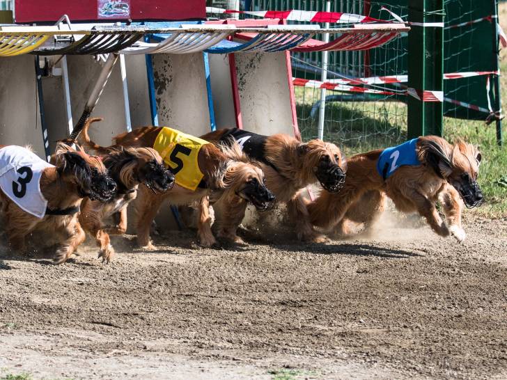 Les courses de chiens sur cynodrome (ou racing)