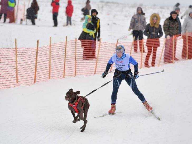 Un maître et son chien font du ski-joëring